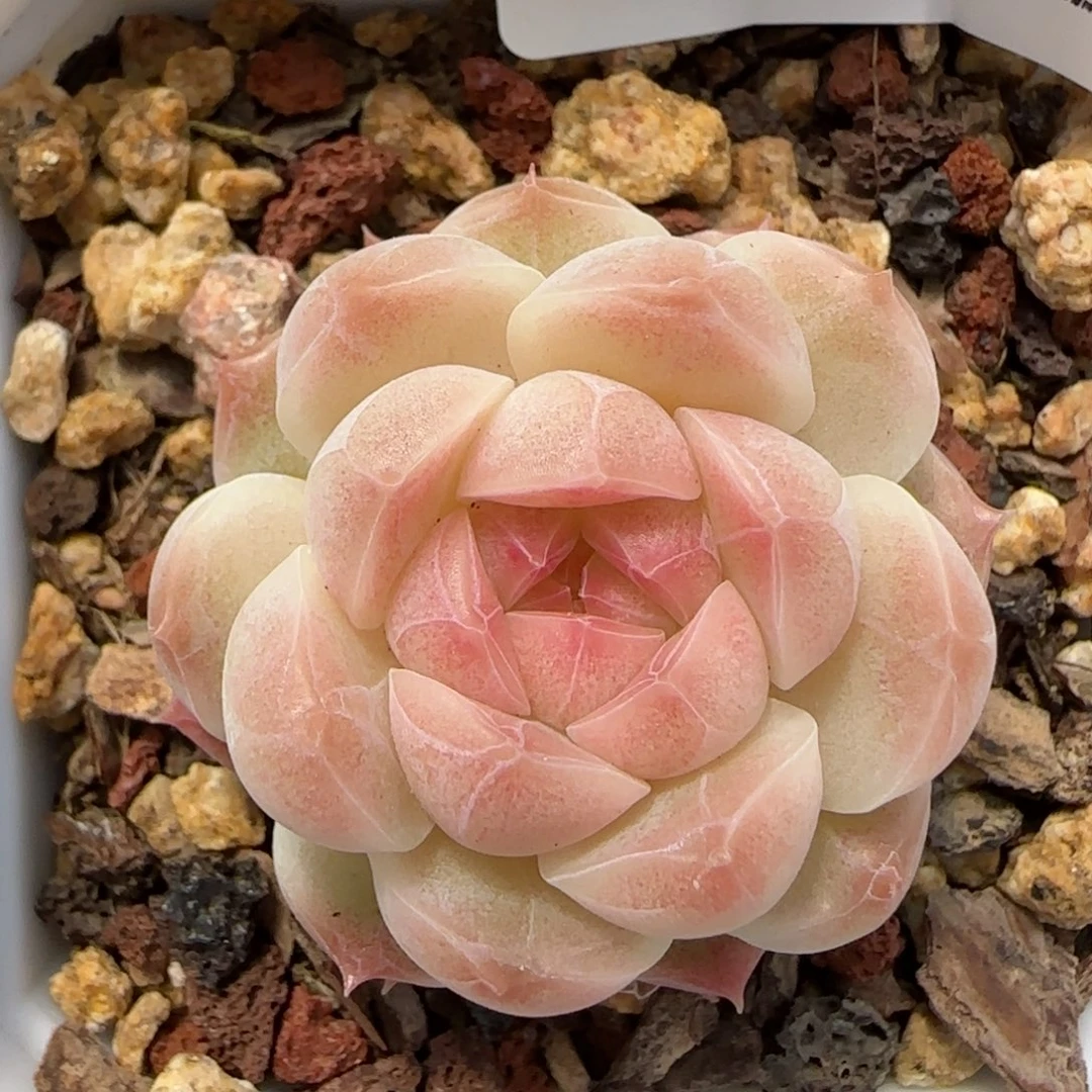 花语逸境0211-337