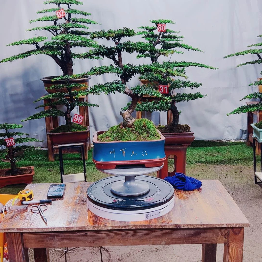 无花朵红芽这珍珠罗汉松