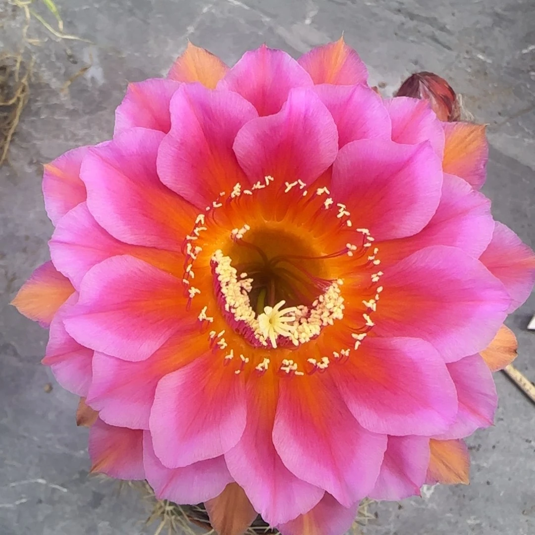 彩草仙人球一物一拍