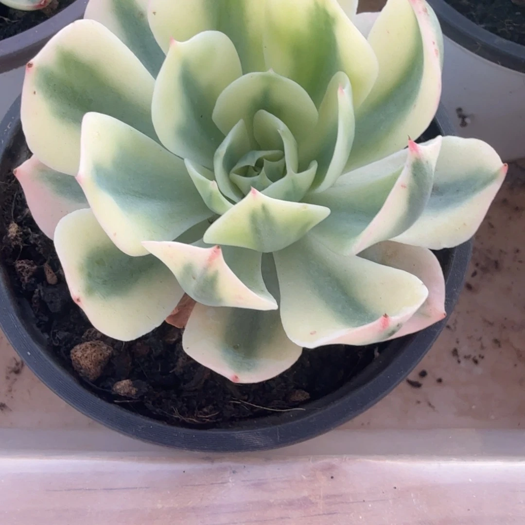 海啸锦多肉锦植物
