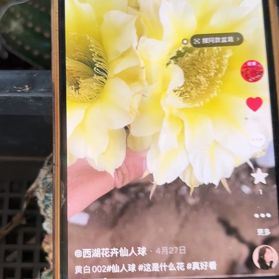 黄白002 侧牙20包邮仙人球瑕3