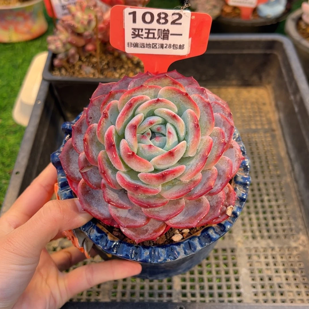 表妹精品多肉1082.