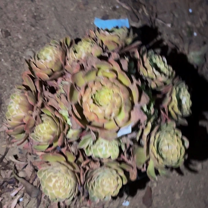 孔雀翎多肉植物不售后量拍