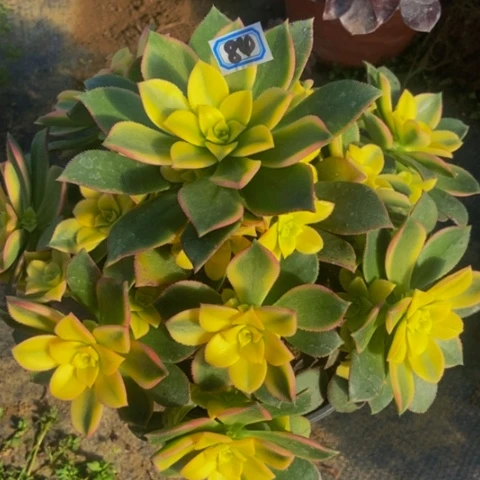 艳日辉多肉植物84多肉