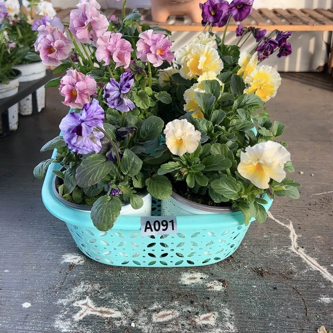 【闪购商品】091号