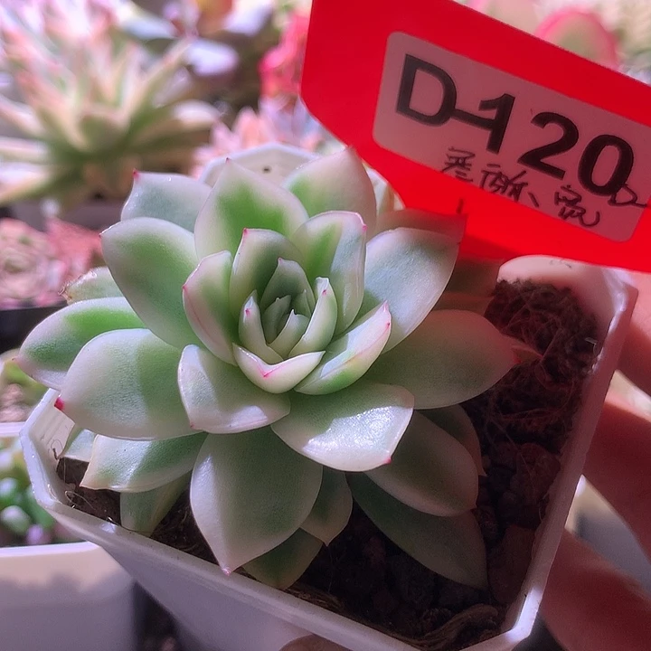 寒酥宽锦有根有根
