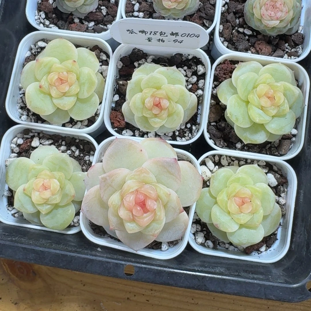 0104-094-晴川三一颗量拍