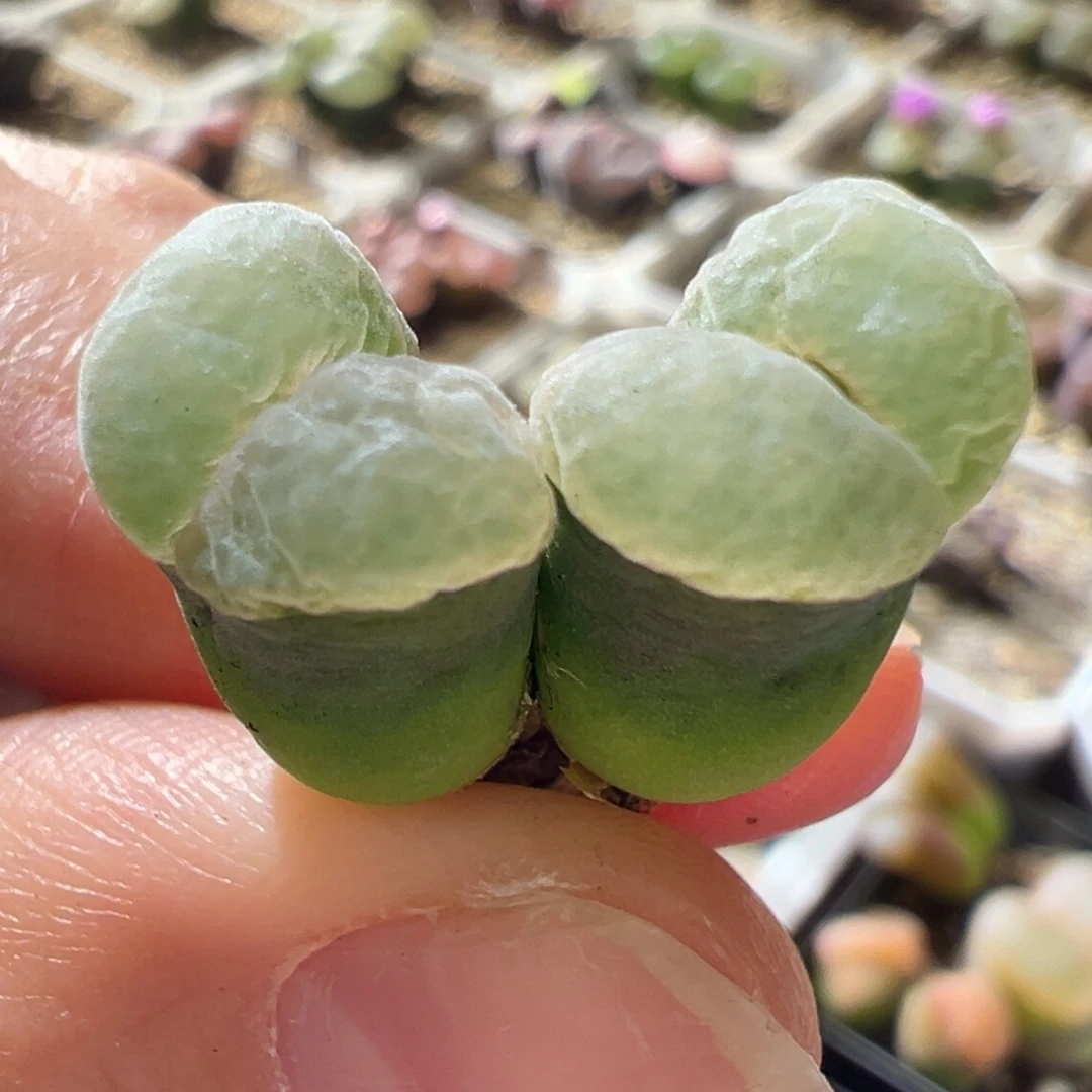 墨绿体白窗 厚翻窗 好看10