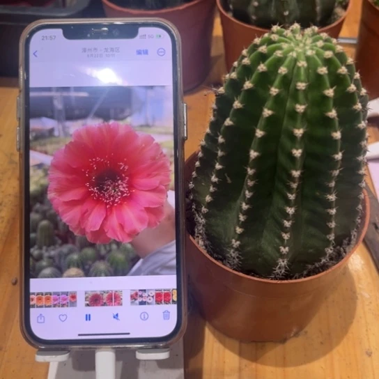 露露金刚红圆圆柱子6公分左右