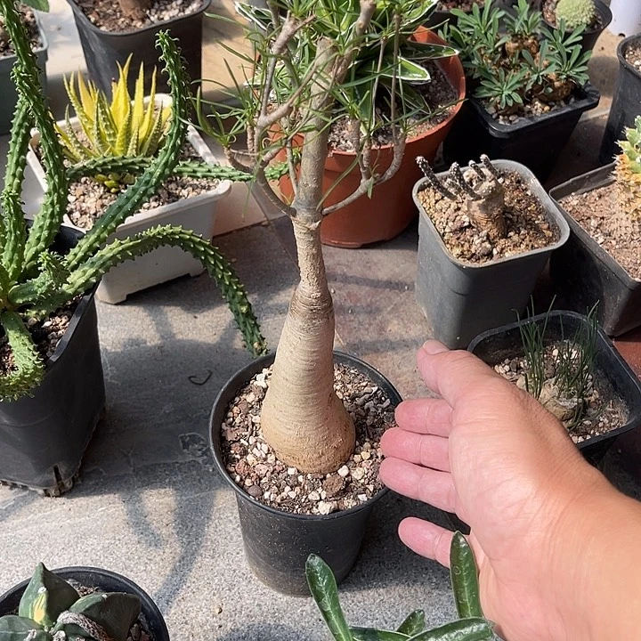 无花朵柳叶麒麟块根