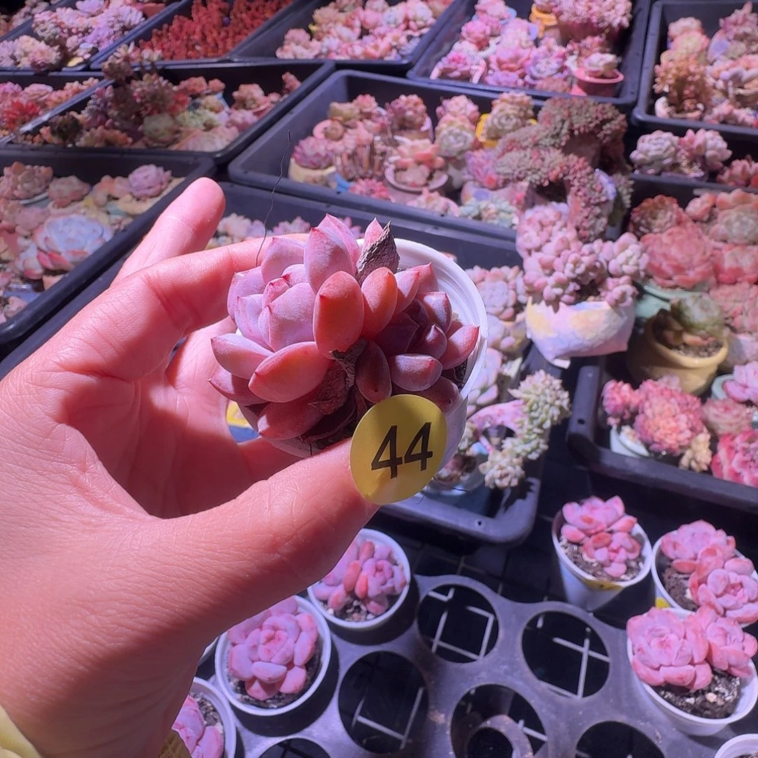 44 脱土哈哈哈哈哈哈