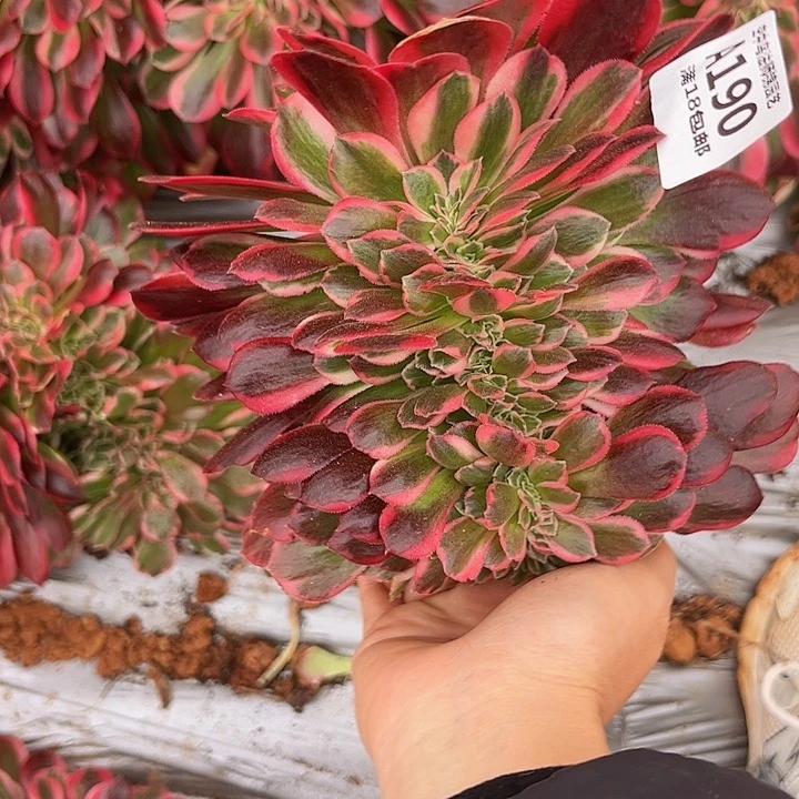 190粉女郎缀多肉植物