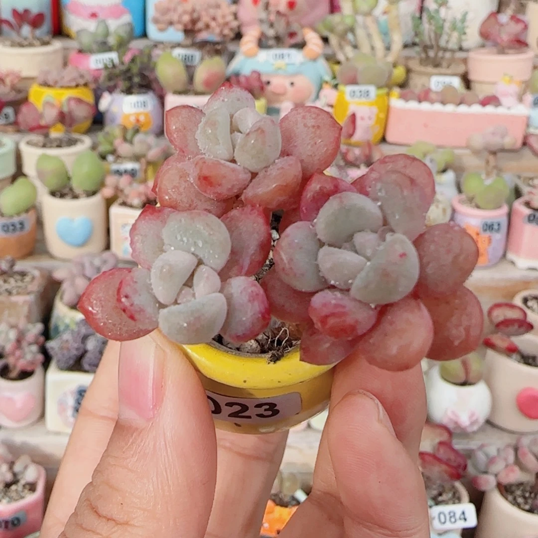 T开播福利洛可可盆口2.5cm