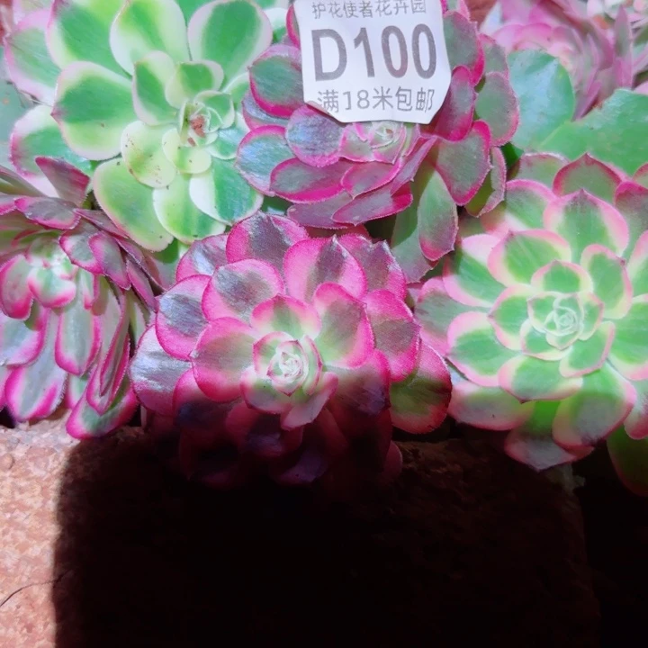 多肉法师淘宝福利