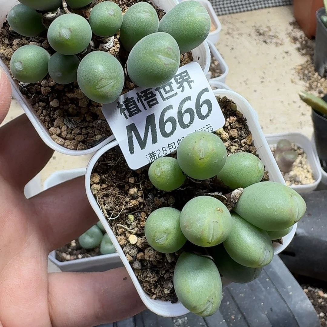 多肉植物的润泽fvb