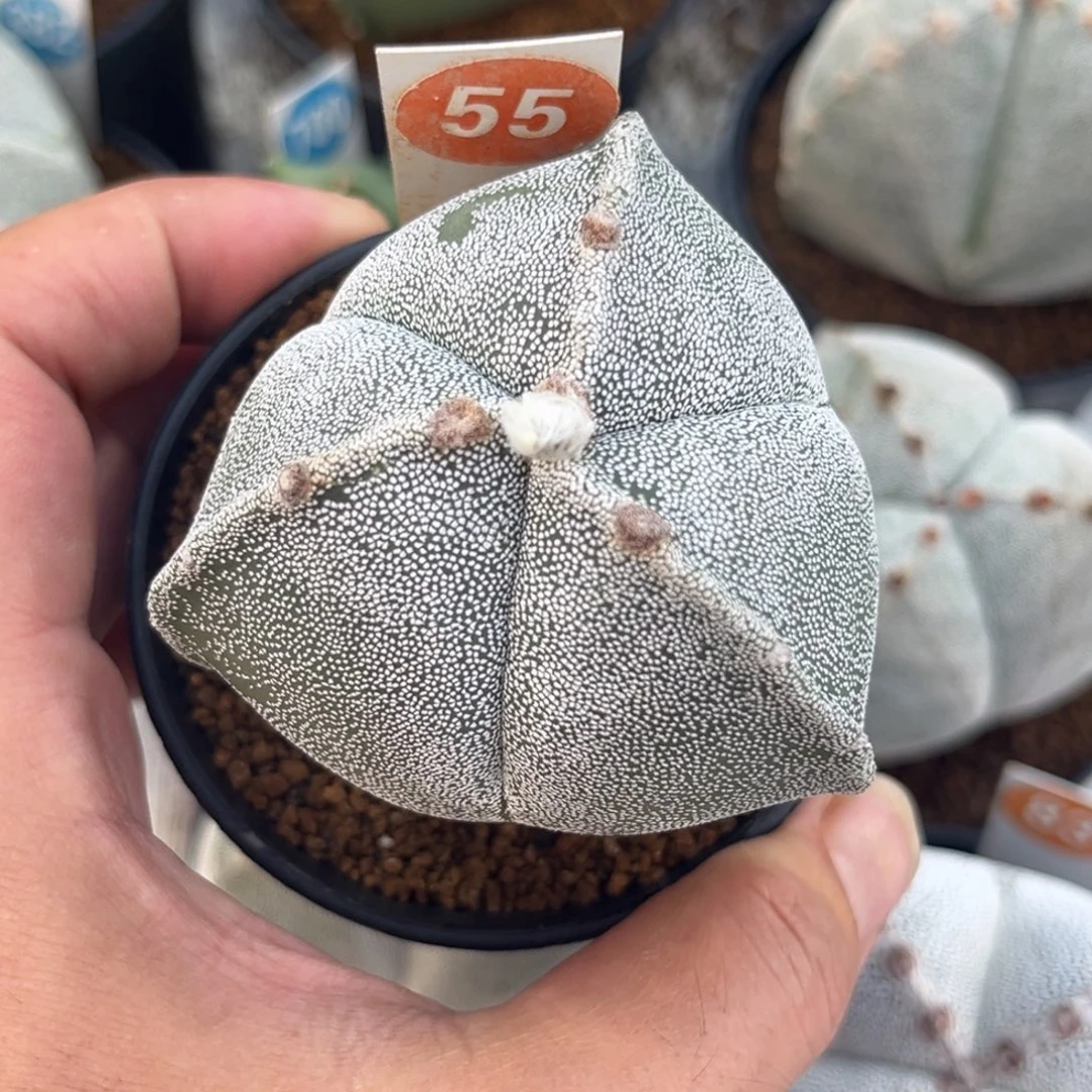 55实生三角鸾凤玉带盆