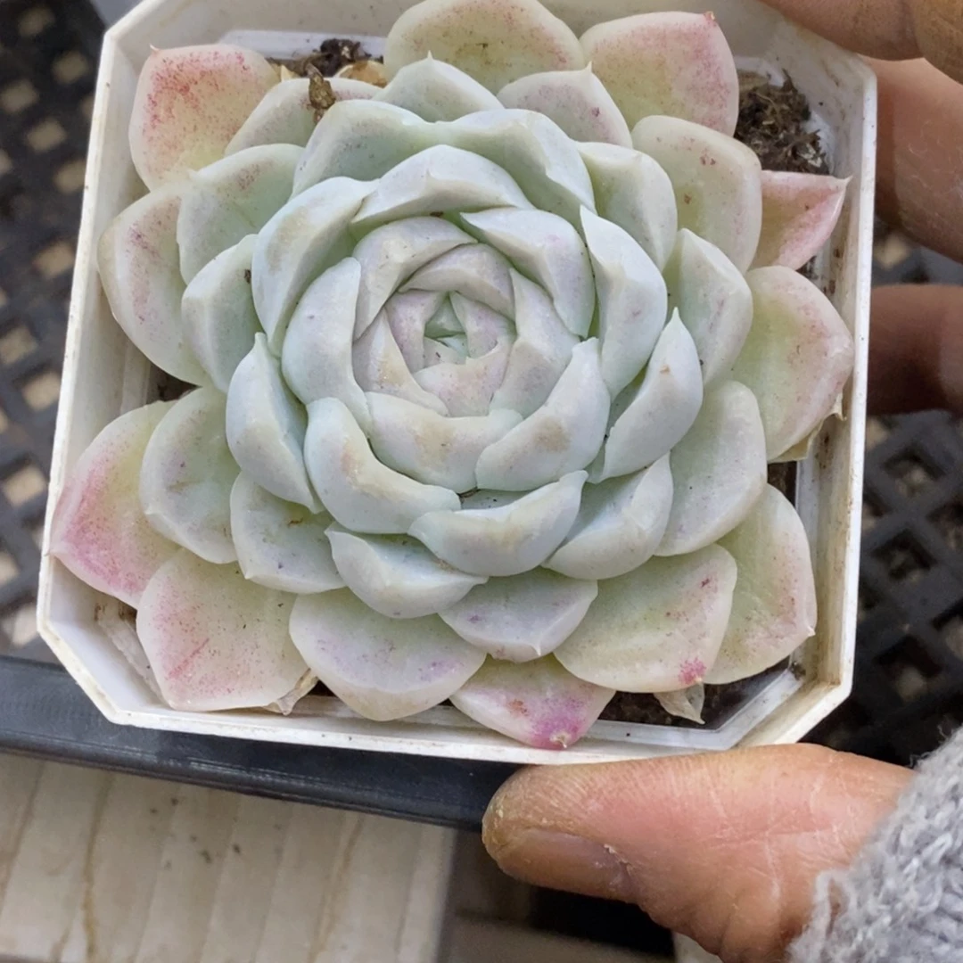 精品多肉一物一拍不包整50