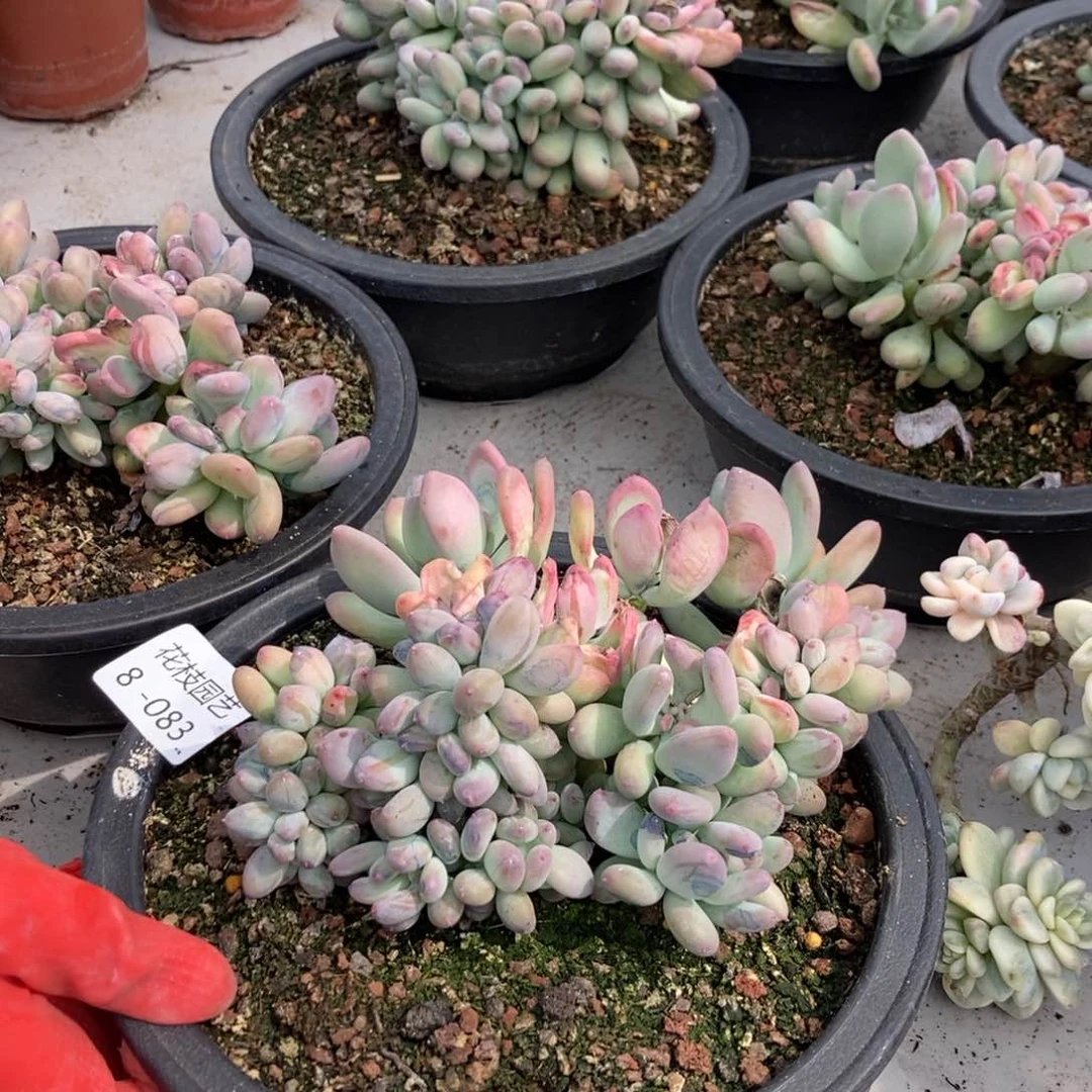 8-83三日月美人缀微瑕