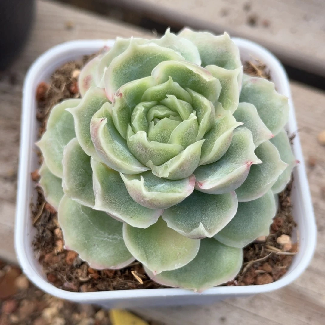 优选水晶虾饺1610