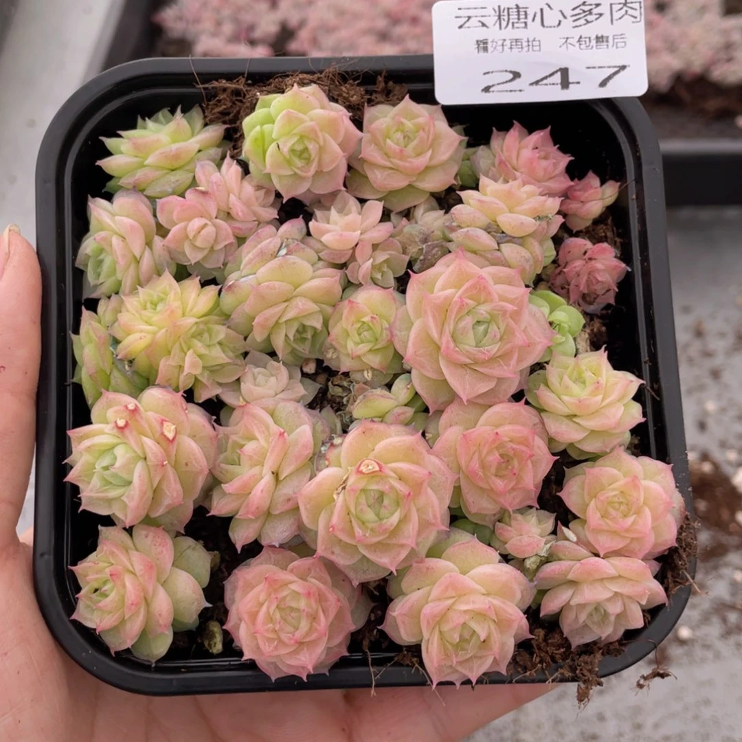 云糖心多肉植物247