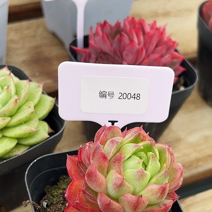 糖心   20048号