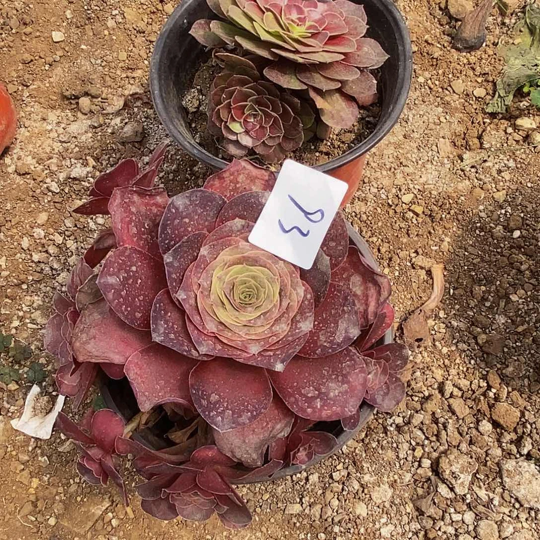 9394花月夜魅金玫瑰多肉