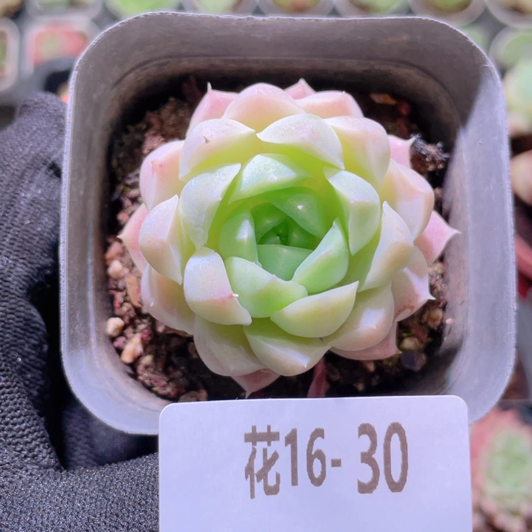 花利美16-30白月影