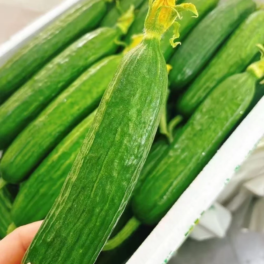 新鲜带花小黄瓜一盒（约500g）