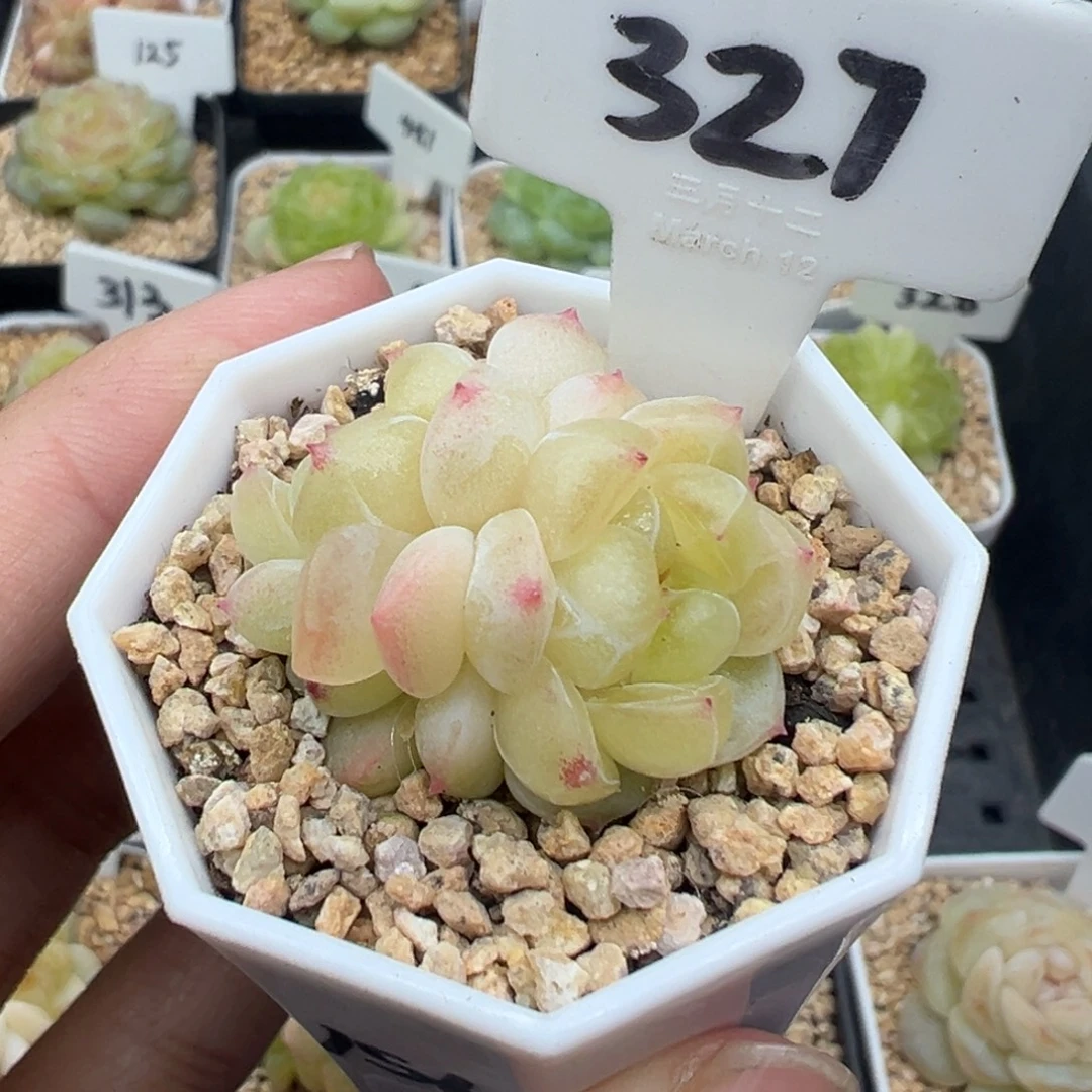 327号财富密码1563