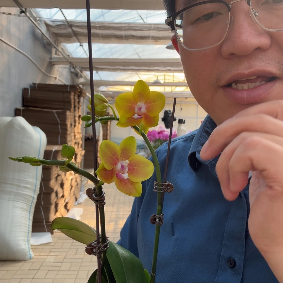 完全开放香水黄金2.8单花剑带花苞