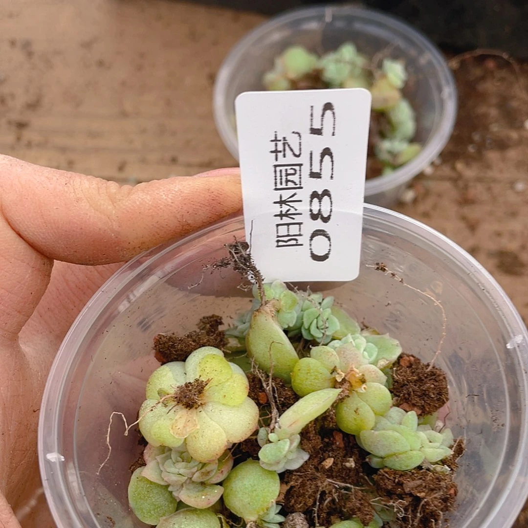 多肉植物多肉植物855