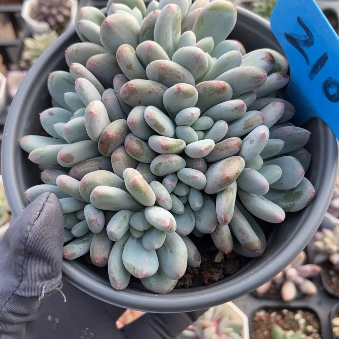 2100香香雪多肉植物