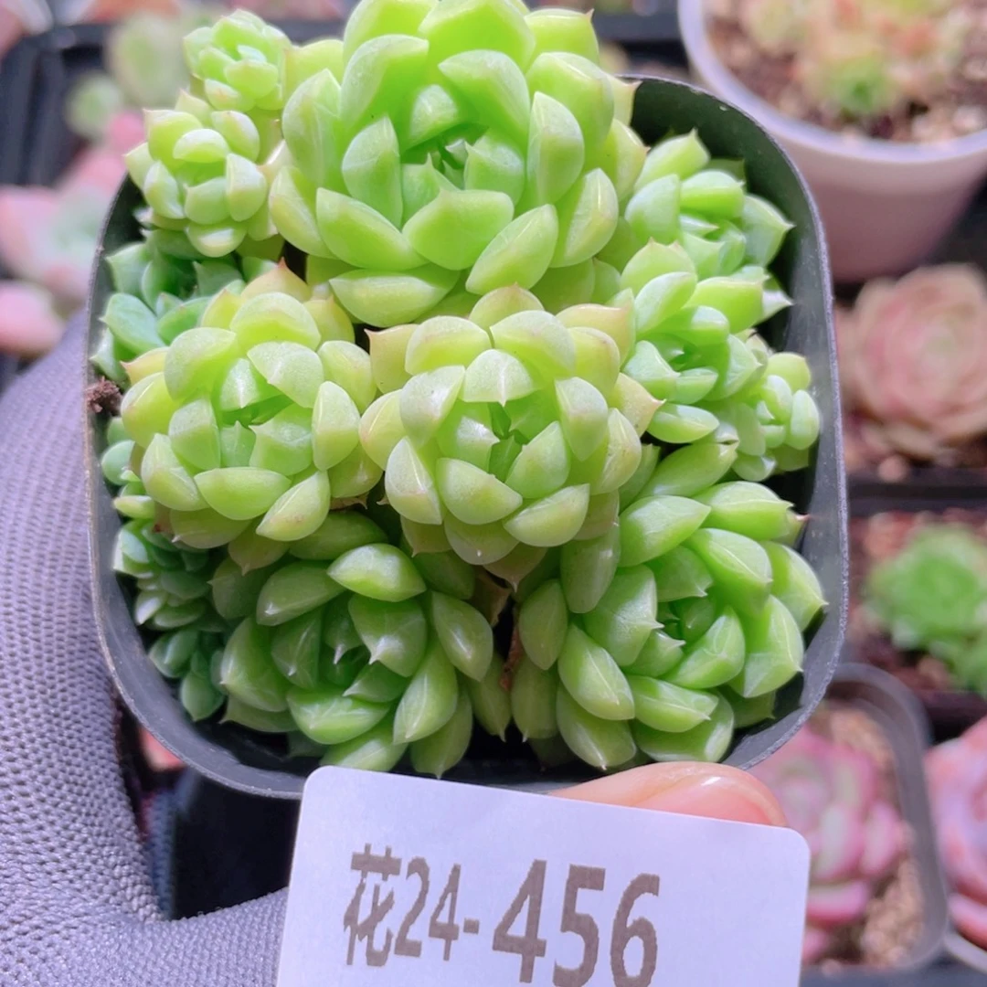 花利美24-456海王