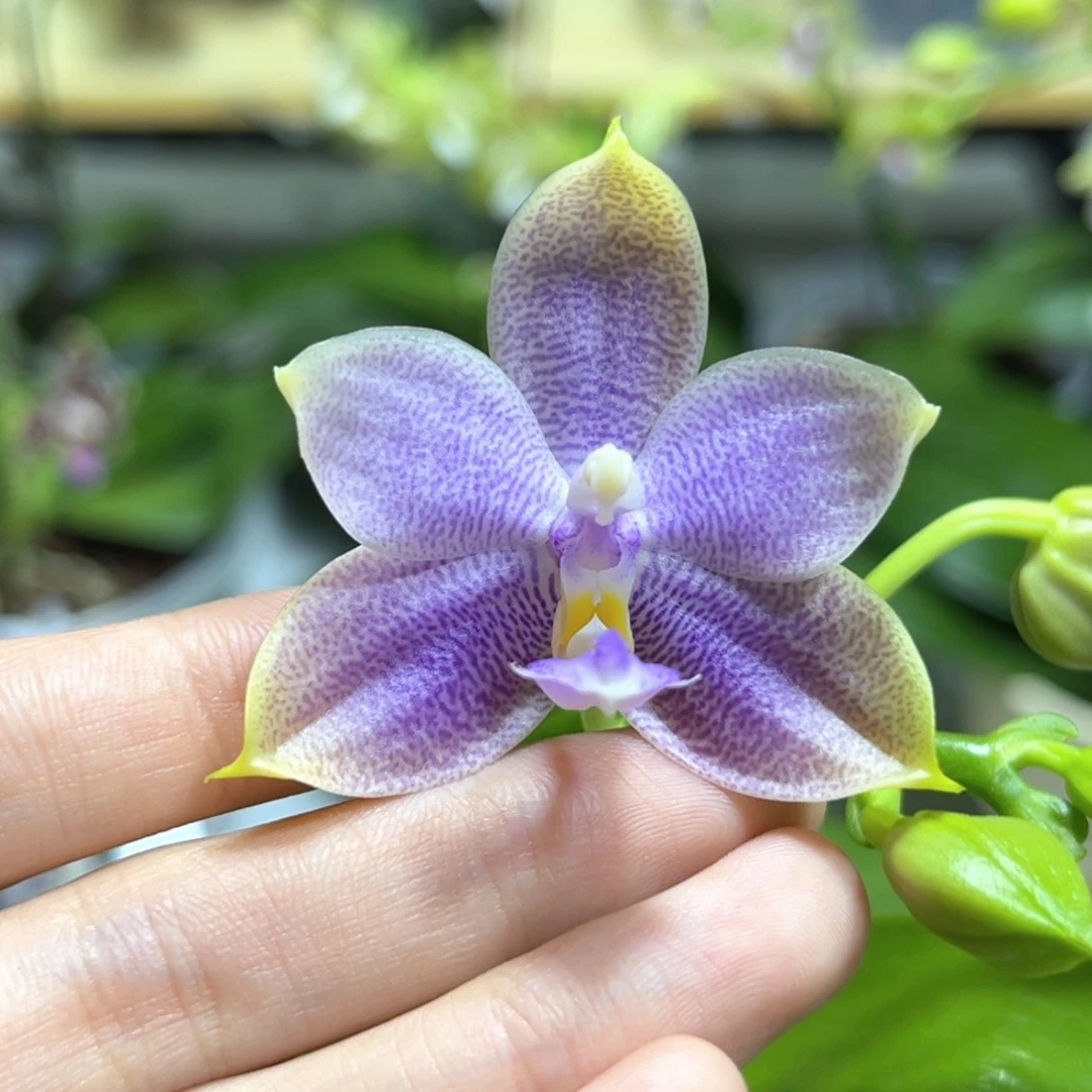 完全开放2.5寸yw08开花株
