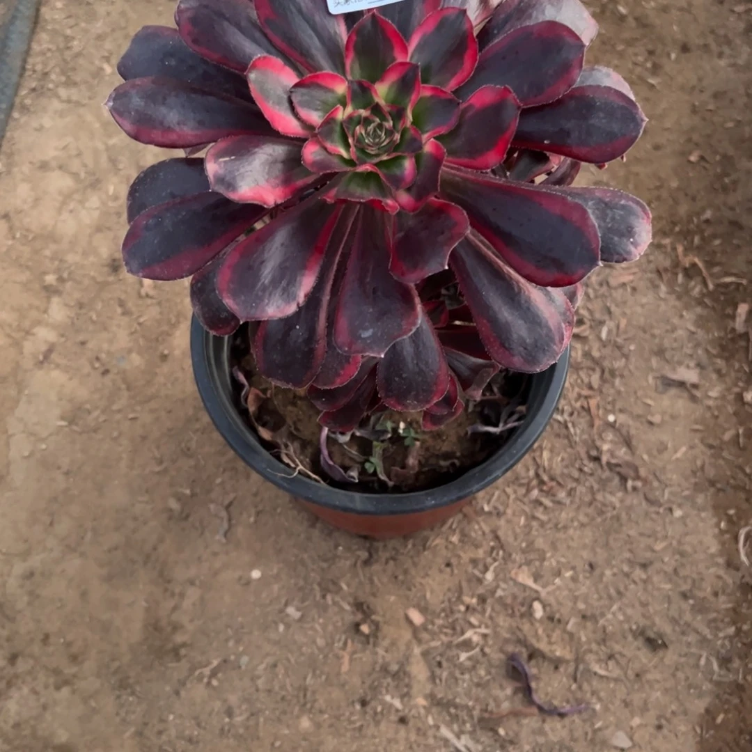 604香内儿多肉植物法师多肉