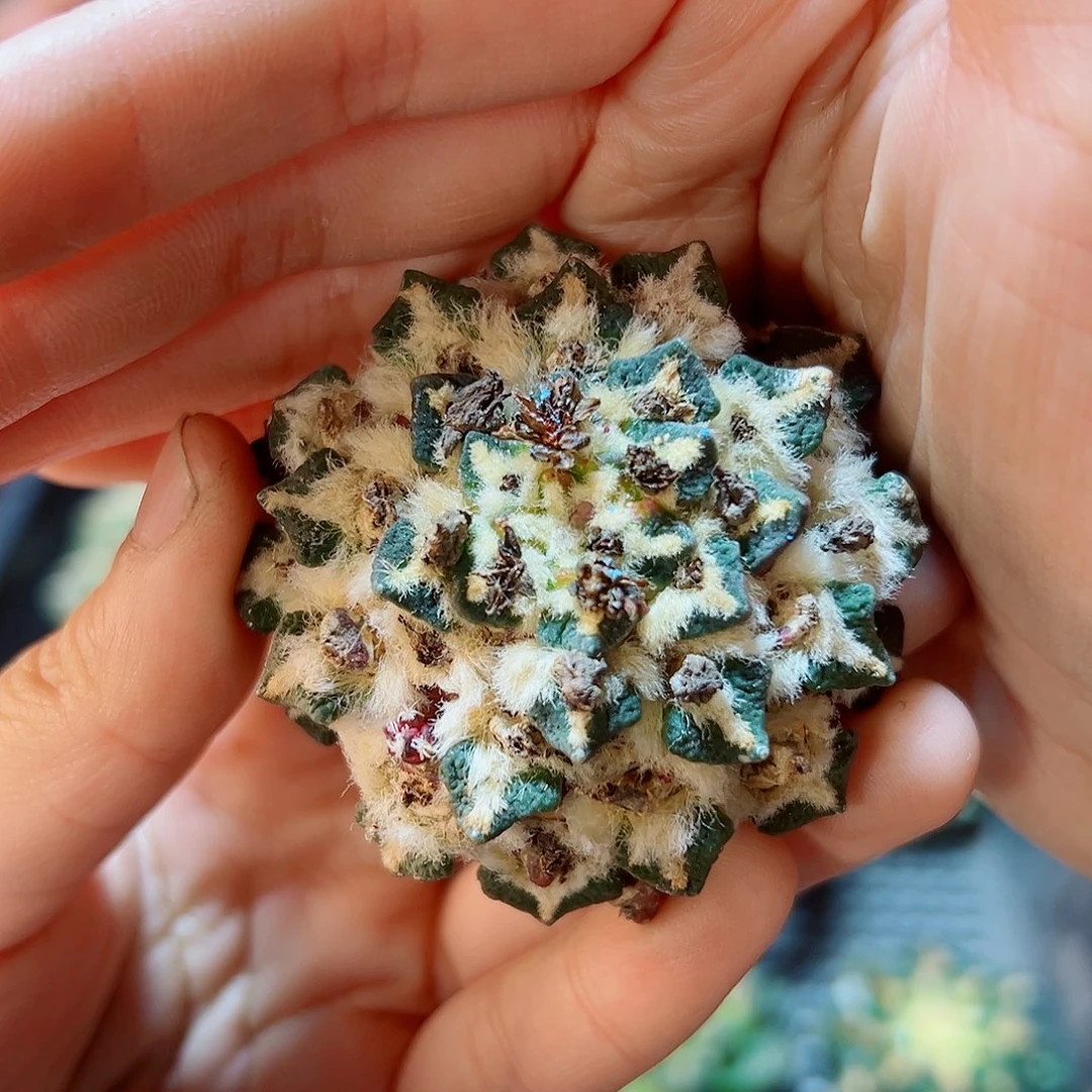 单头黑牡丹无根5公分