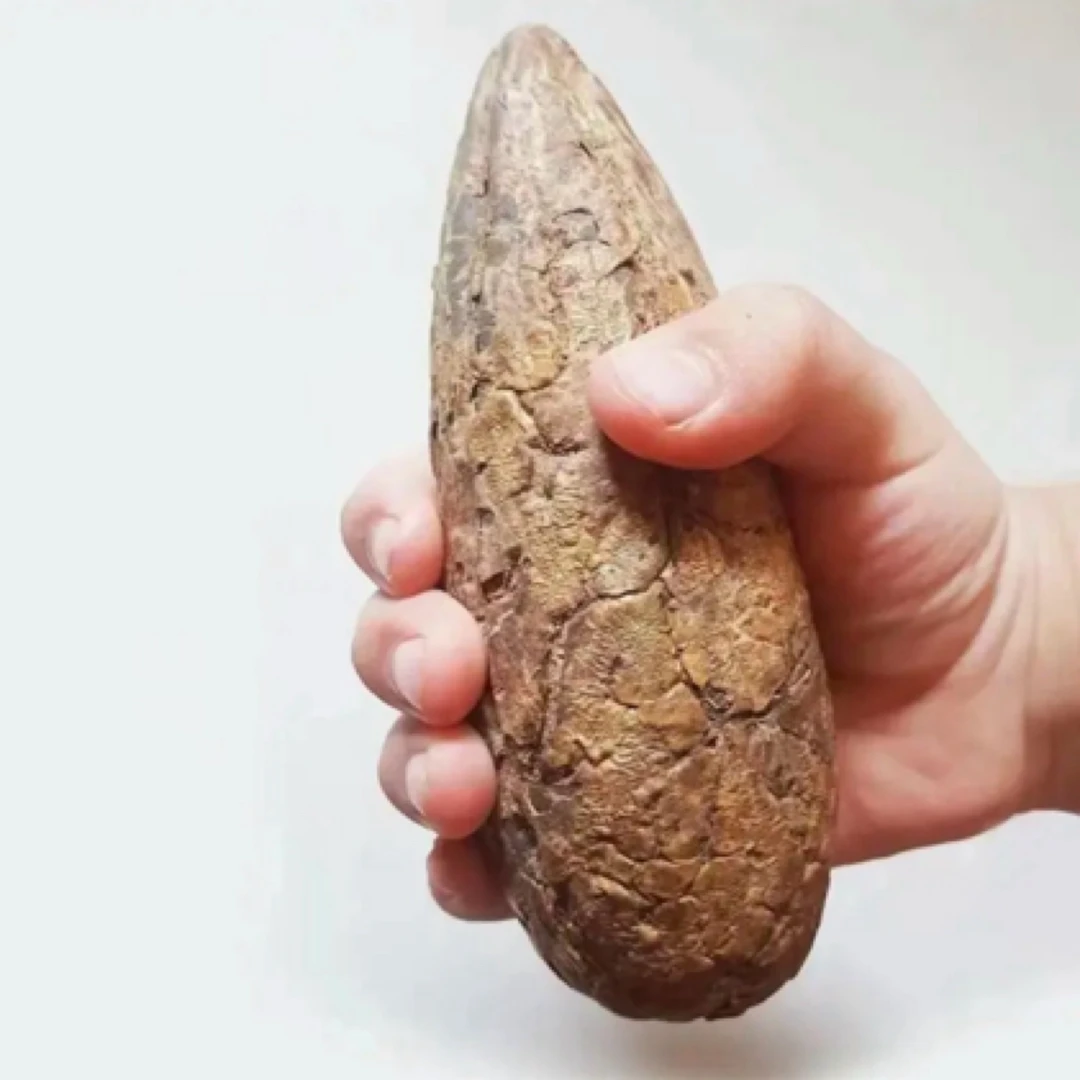 精挑千眼白玉果老树风化果巨无霸