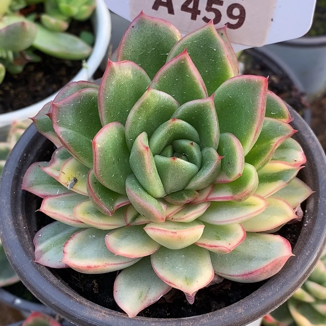 459哈哈哈哈哈哈哈哈