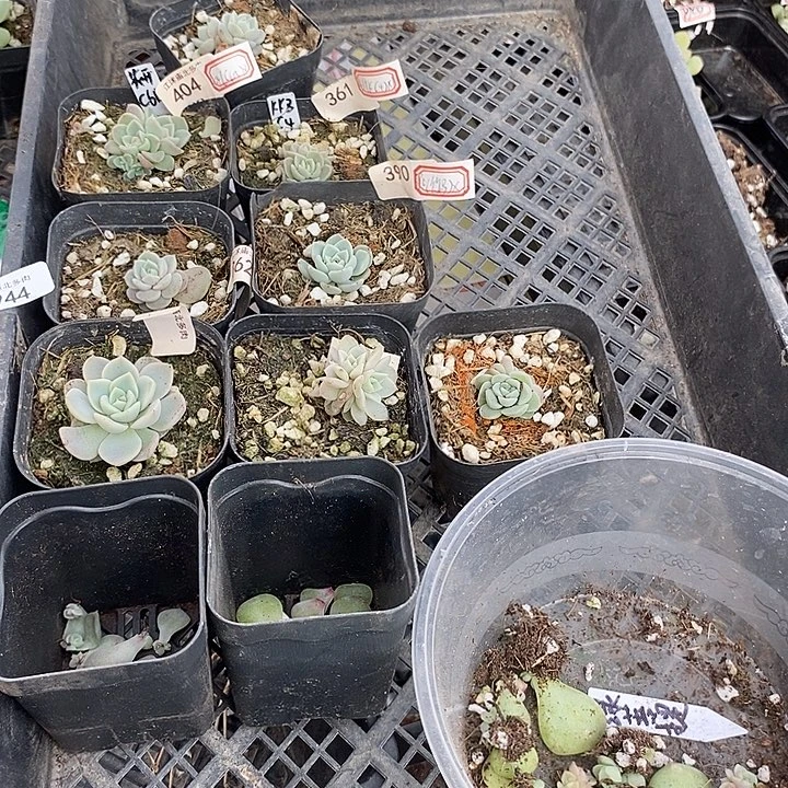 打包1944一筐多肉