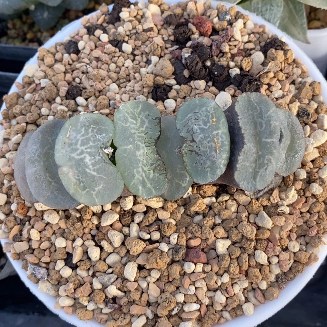 一颗大宽叶浮躁玉扇