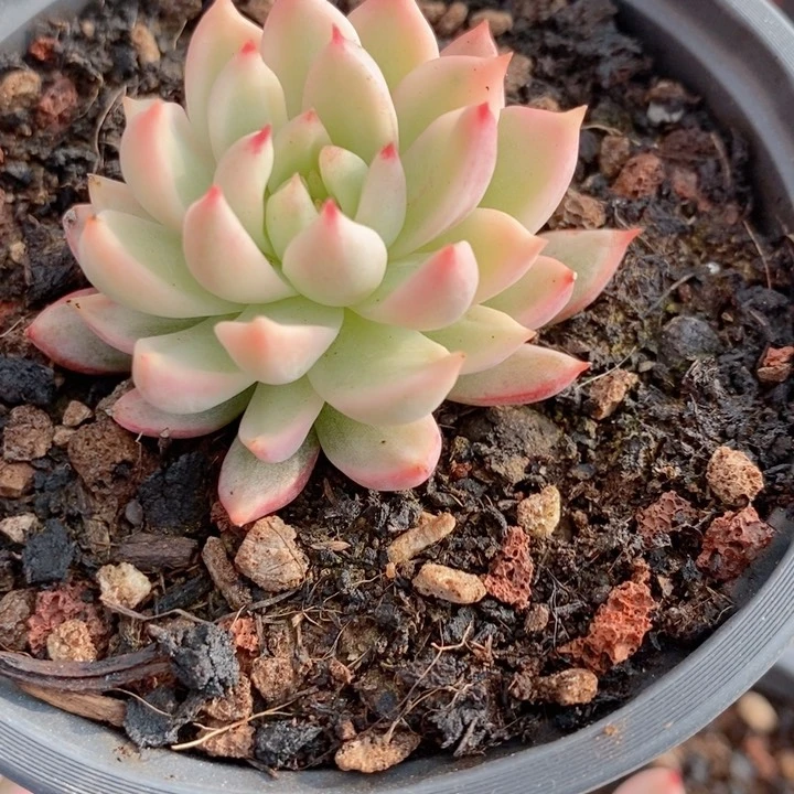 大*糖羞涩锦多肉锦景天