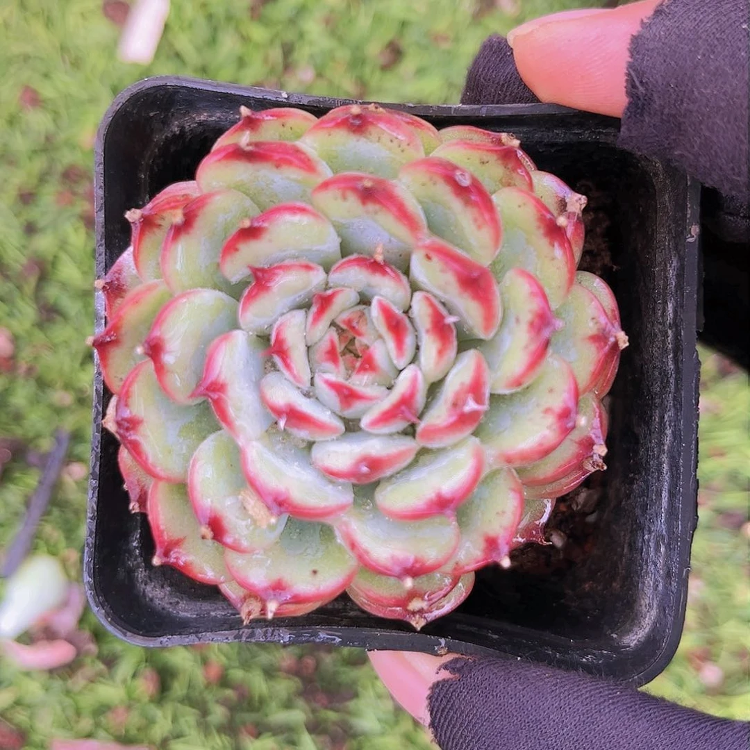 18号¥88999999999999999