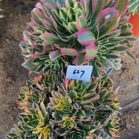 甜茶 白凤多肉植物667多肉