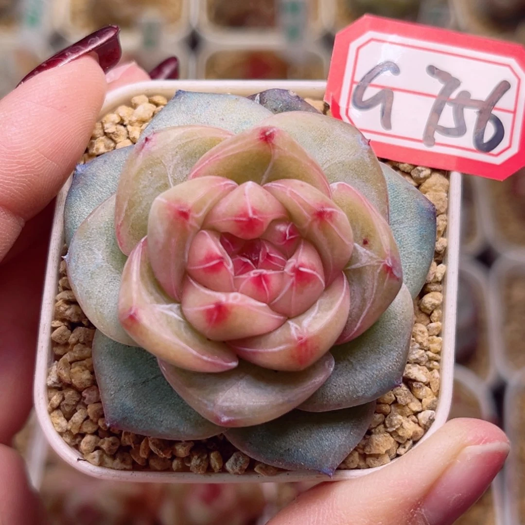 G756一物一拍 怀夕