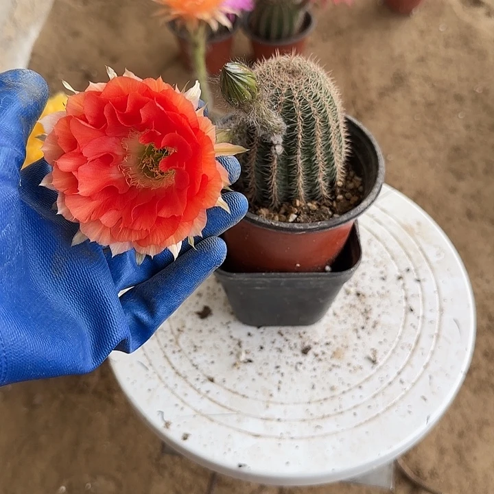 无花朵清****尘带根彩草88