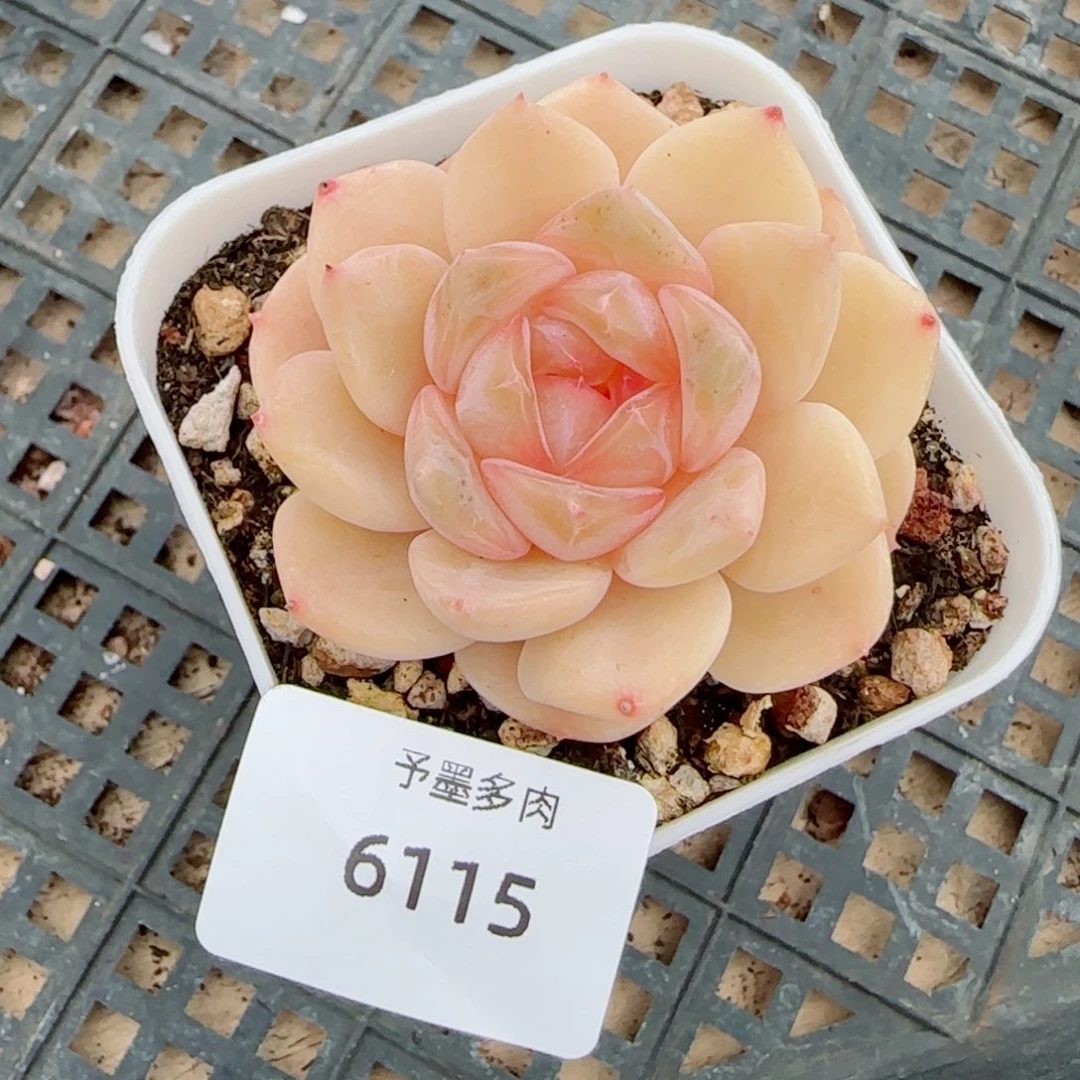 孤品福利，6115多肉植物