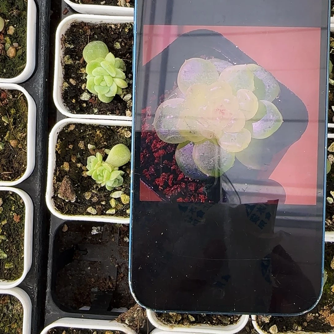 金桂甜心盆一个满25包邮