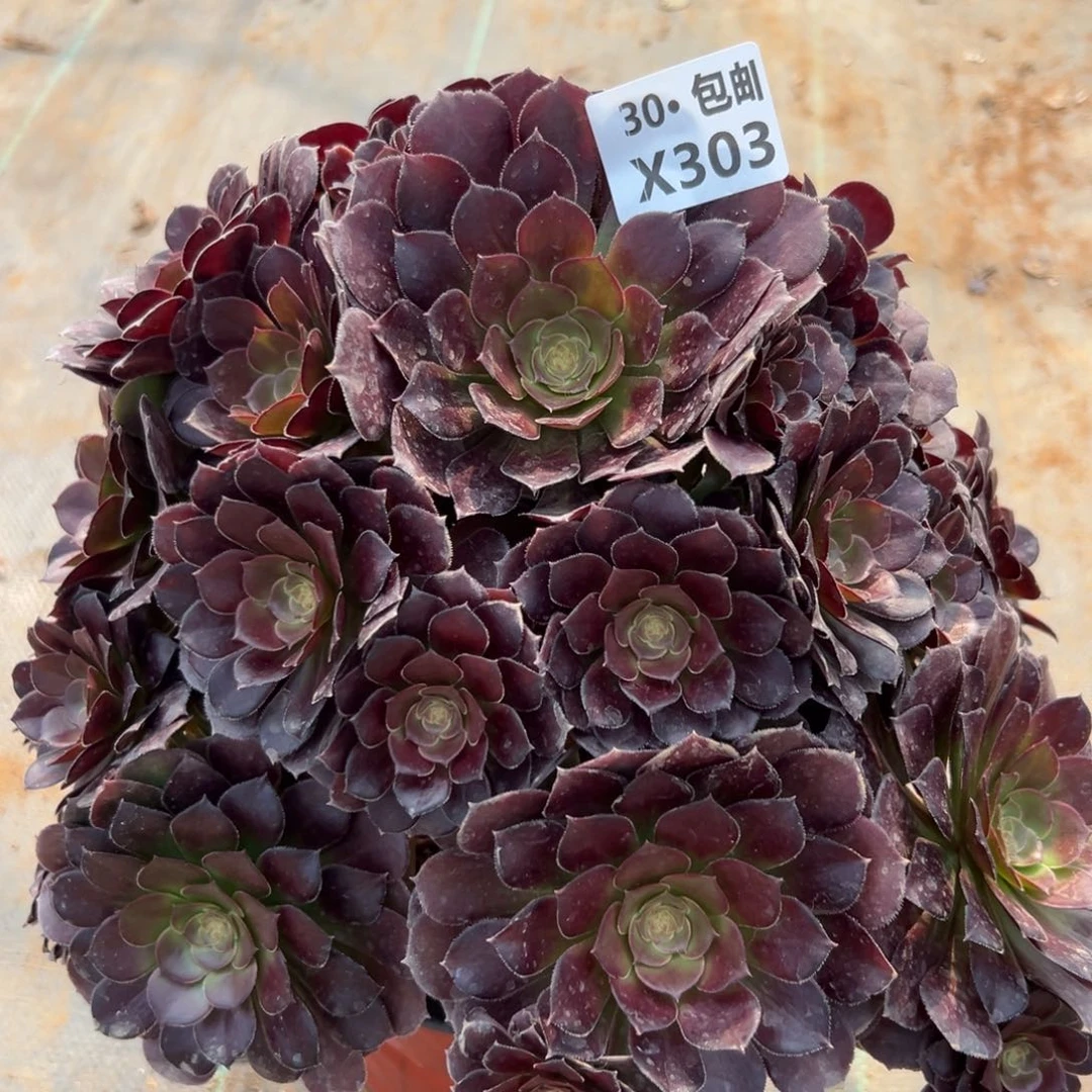 303荷兰多肉法师