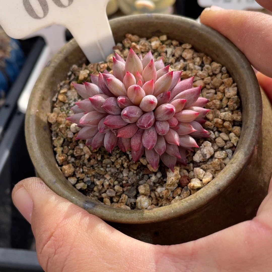 0076车厘子不带盆5厘米