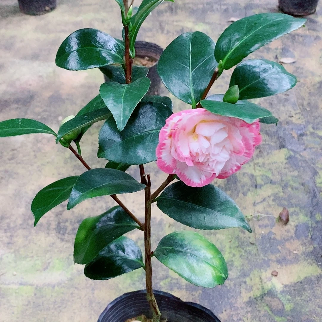 无花朵茶花盆栽宽彩带
